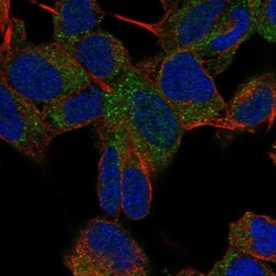 TMEM35 Antibody, Novus Biologicals:Antibodies:Primary Antibodies